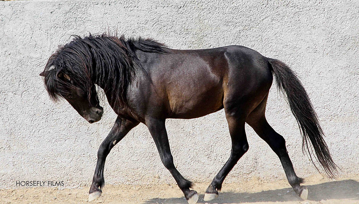 The Skyros Horse